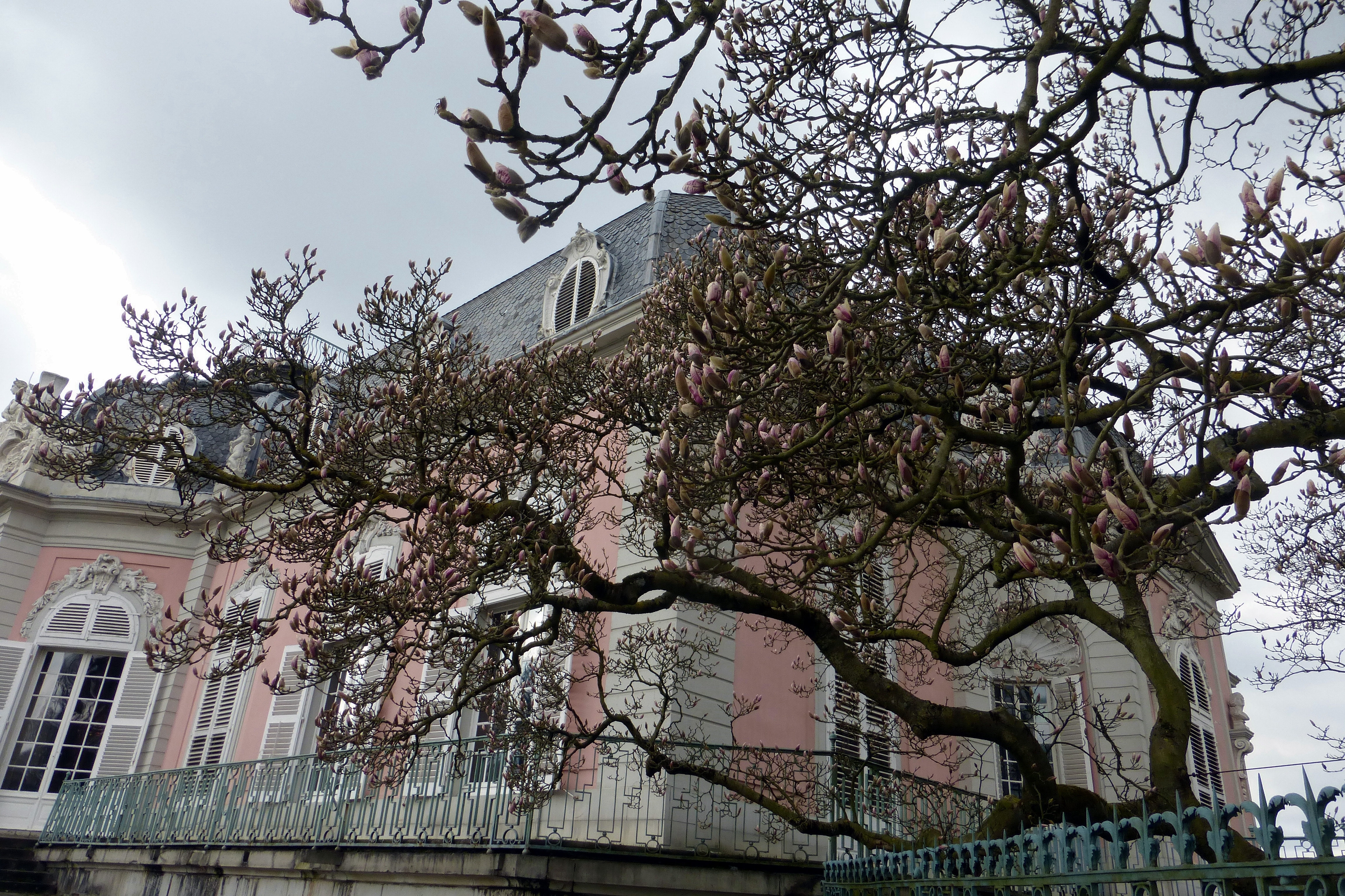 Wrten auf die alljährliche rosa Blütenpracht im Frühling.