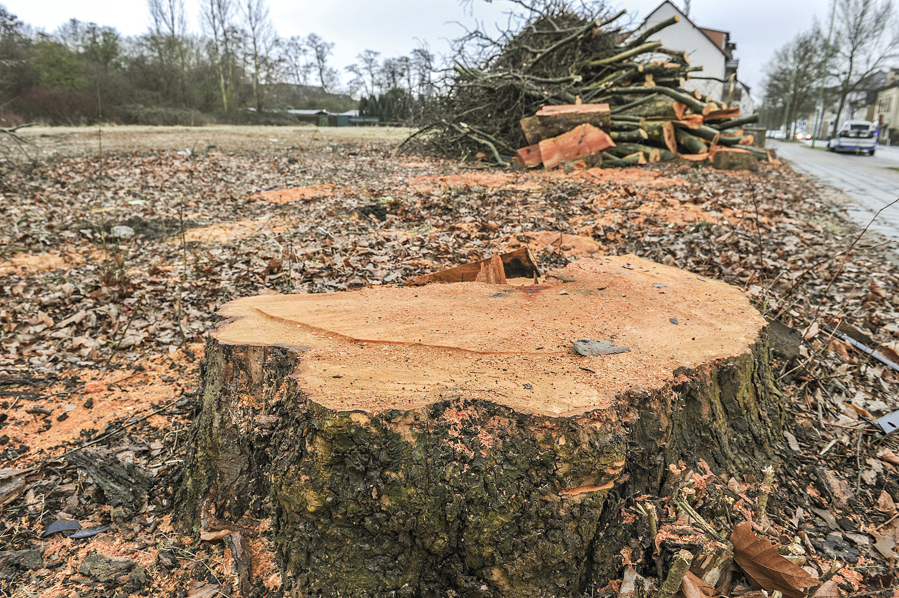 Kahlschlag an der Prosperstraße: Sorgfältig aufgereiht liegen die noch Tage zuvor majestätischen Platanen auf dem Gelände. Foto: Debus-Gohl