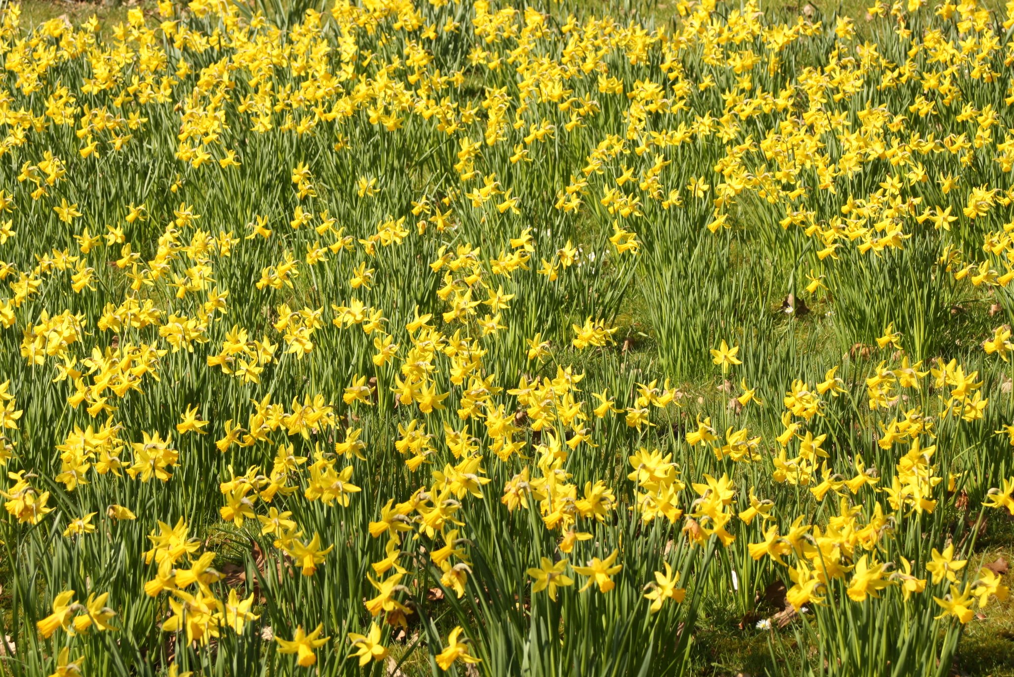 Mrzenbecher Oder Narzisse Mrzenbecher Oder Narzisse