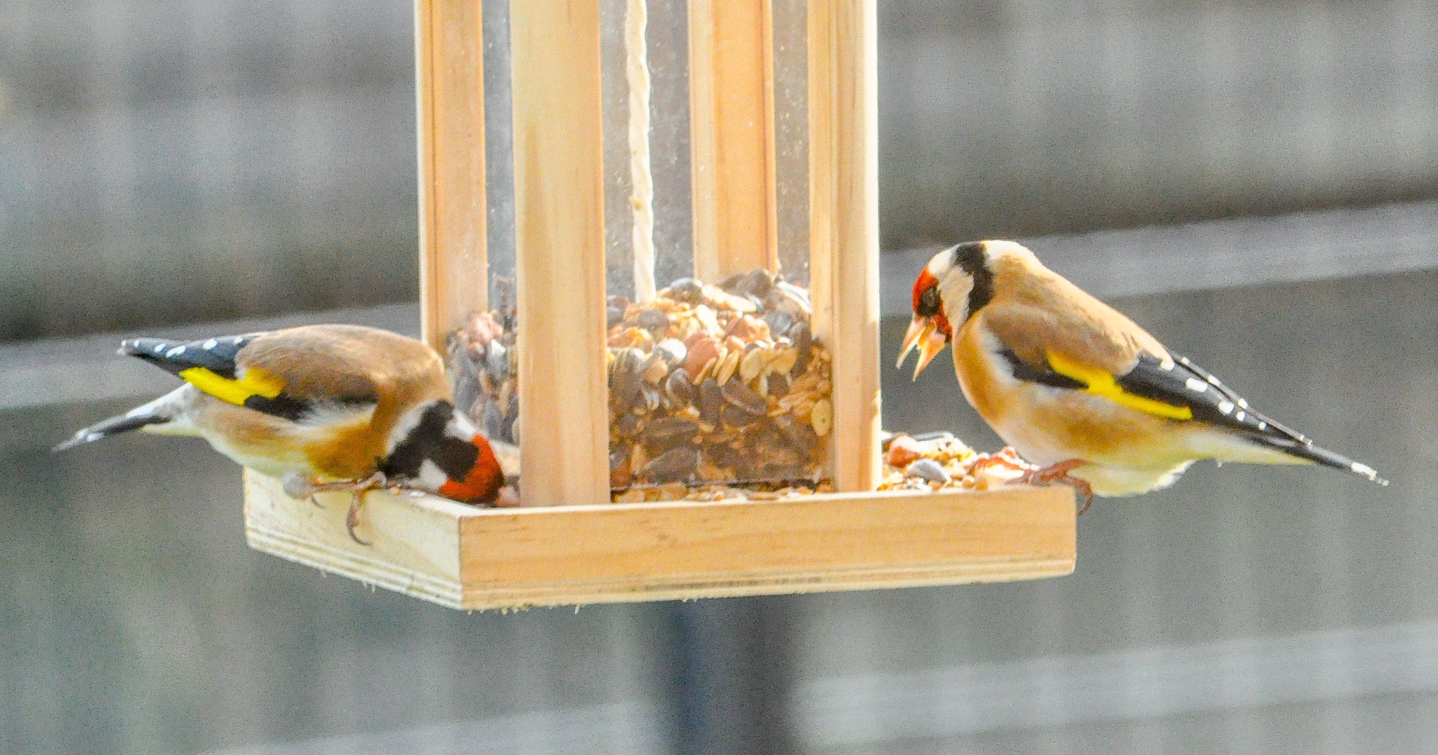 Der Stieglitz ist Vogel des Jahres 2016. Foto: Werner Zempelin