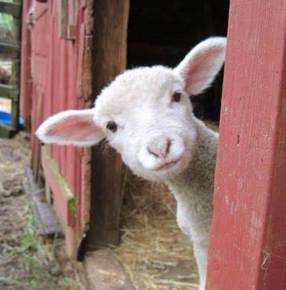 Hallo...........Ich bin der ....Neue.