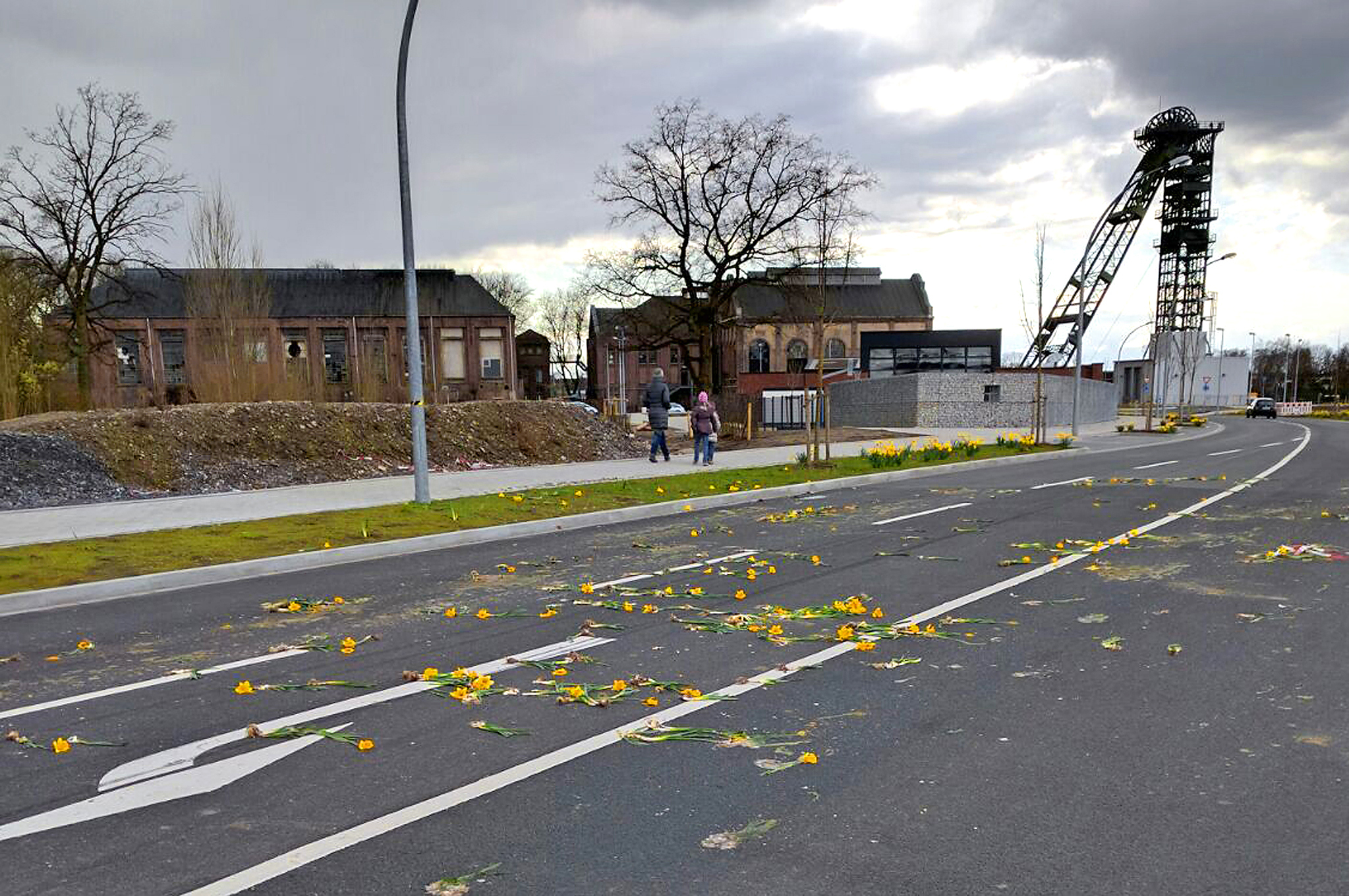 Kein schöner Anblick: Herausgerissene Narzissen auf der Fahrbahn.