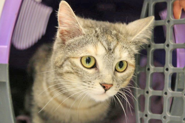 684: Katze, weiblich; gefunden am Katernberger Markt in Katernberg