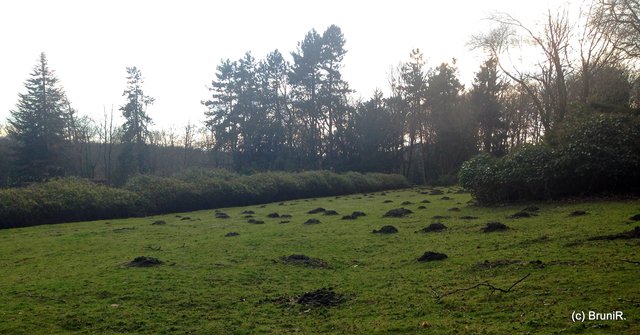 Die Maulwürfe sind dort reichlich vertreten!!!