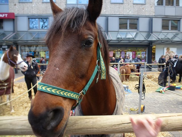 schau mir in die Augen
