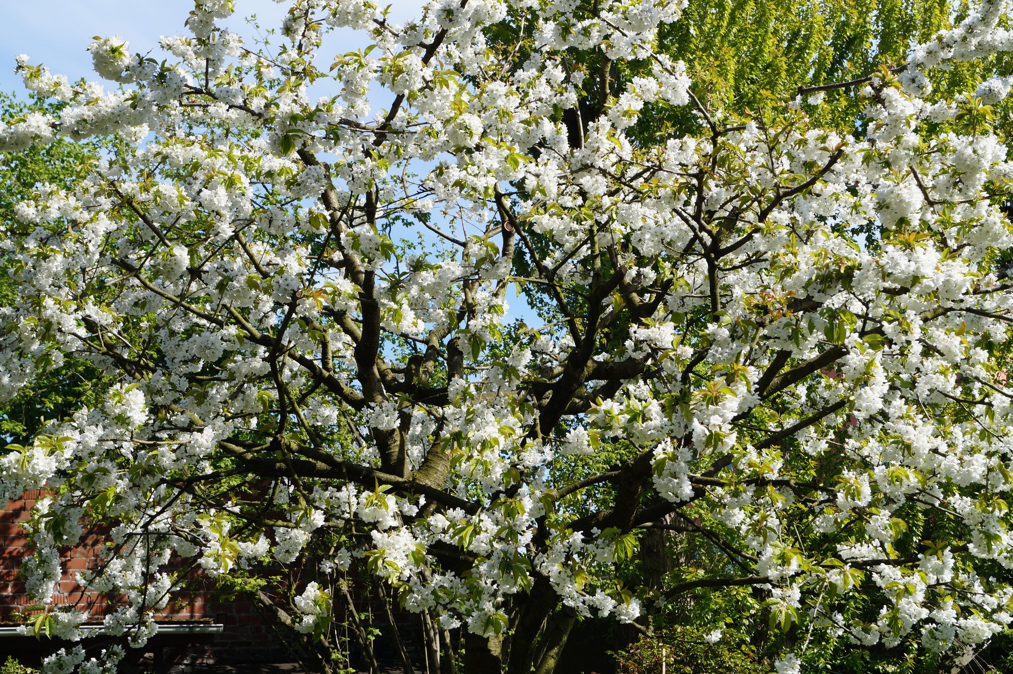 Eindrücke von der Blüte unseres Kirschbaumes EssenNord