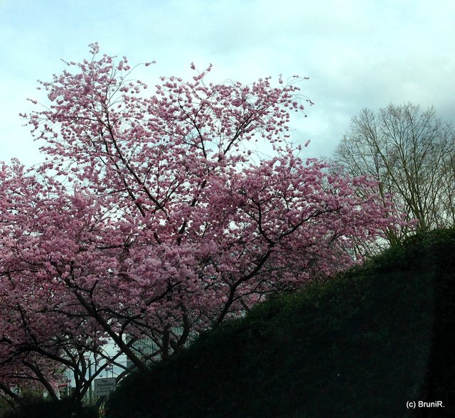 Es ist Frühling - und heute der 1. Mai!!!