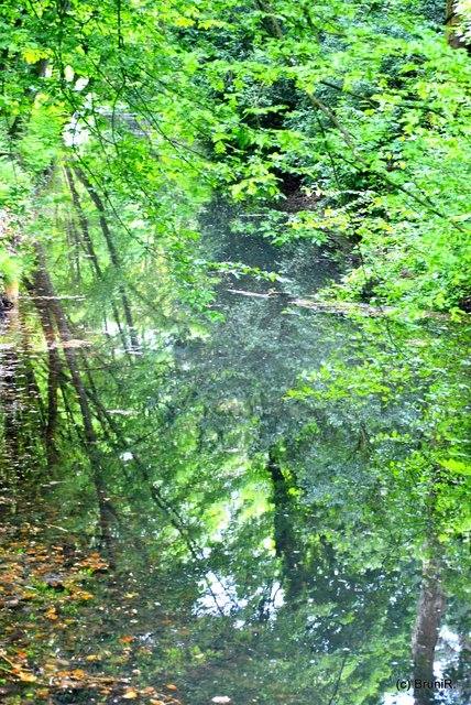 Traumbild... Bäume un Spiegelung gehen ineinander über...