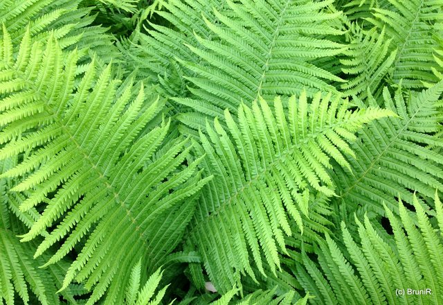 Schön, dieses frische Grün vom Farn