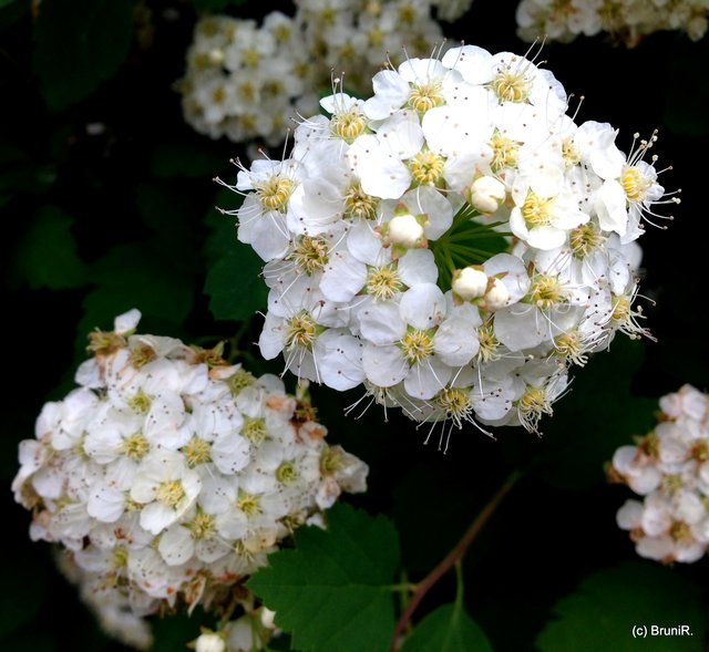 Die sehen aus wie Schneebällchen