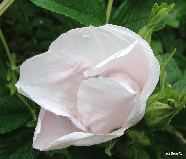 Weiße Rose mit Wassertropfen... ;-)