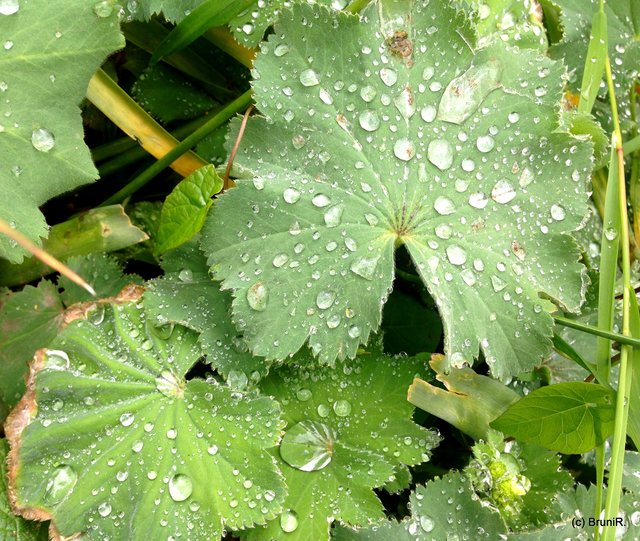 Wassertropfen auf den Blättern...