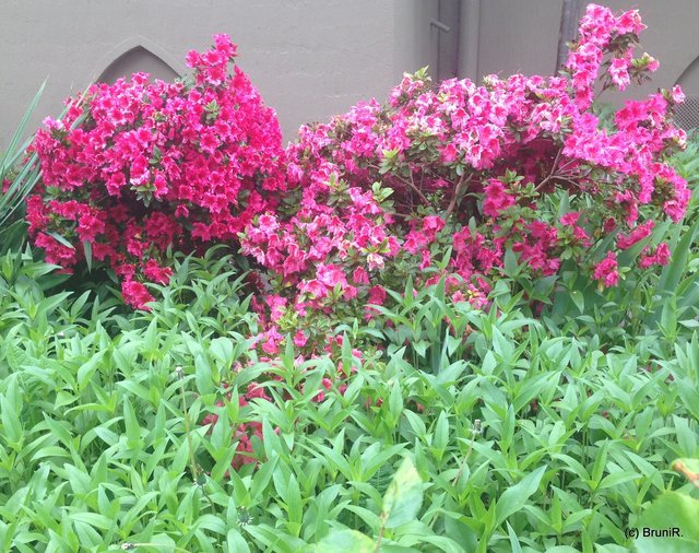 Ein schöner Blickfang in einem Vorgarten