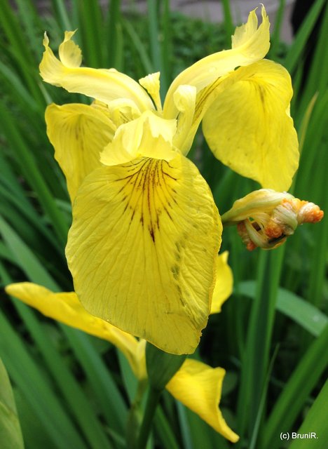 Diese Blüte hatte uns auch gefallen...