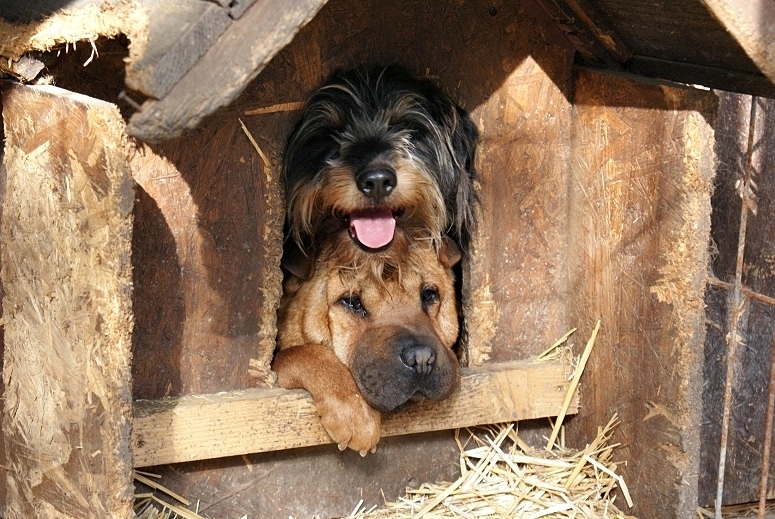 Hunde im Tierheim Gyula - in ihrer zernagten Schutzhütte