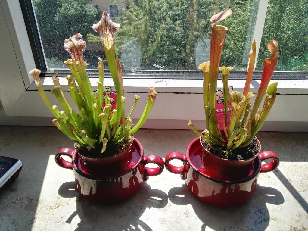 Sarracenia Eva & Sarracenia Stevensii am Pfingstmontag gekauft