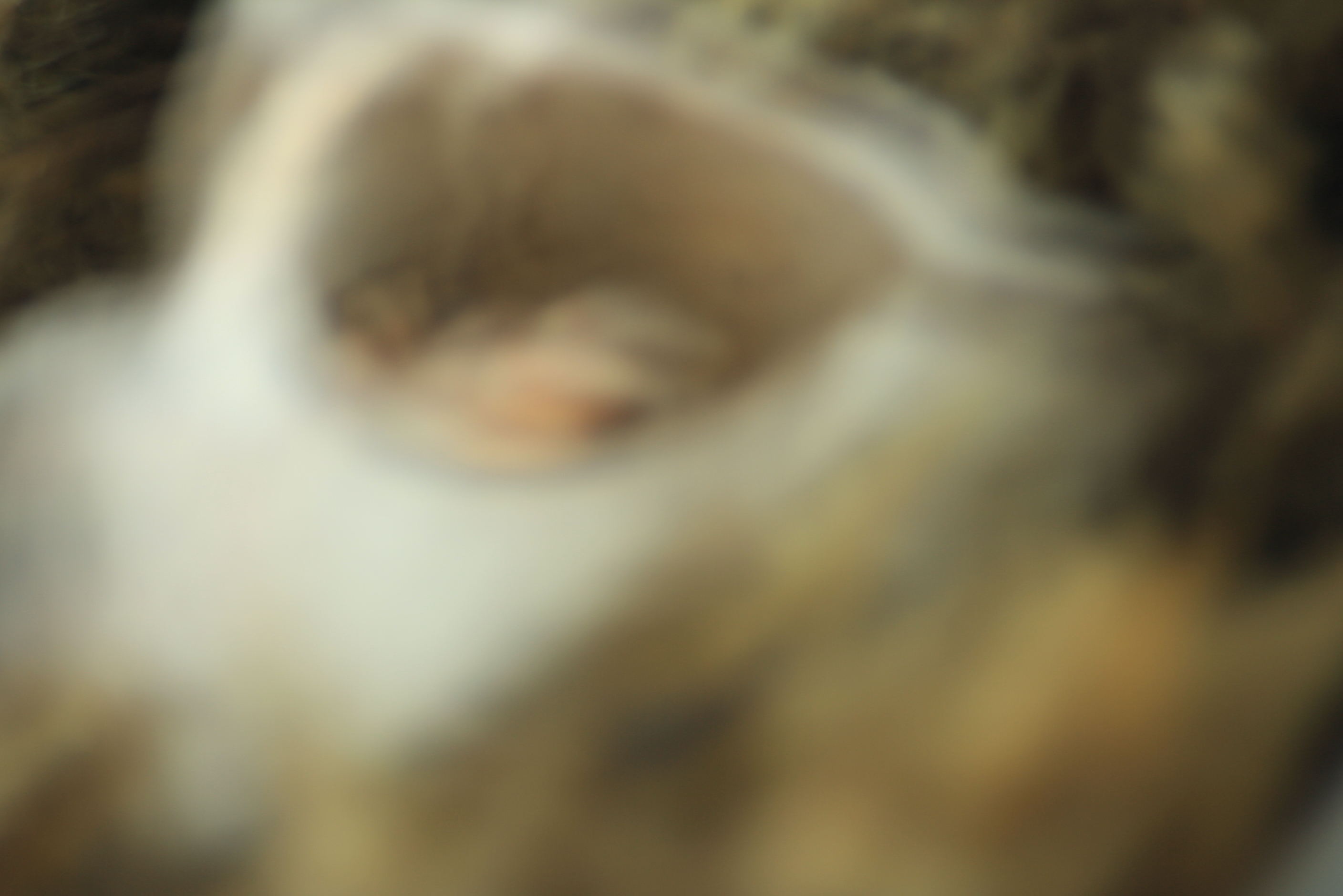 wer oder was hat sich hier versteckt ?