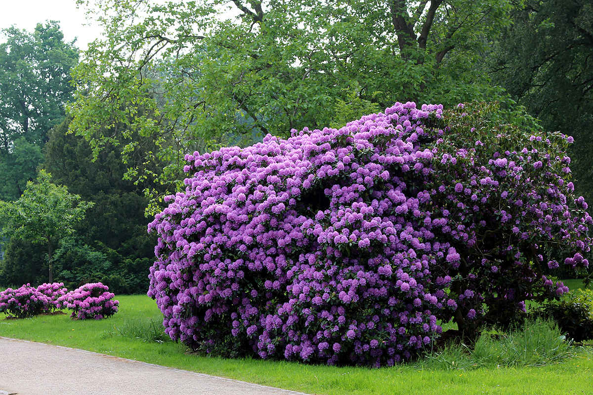 Der blühende Rhododendron am Eingang zum Park von Haus Opherdicke