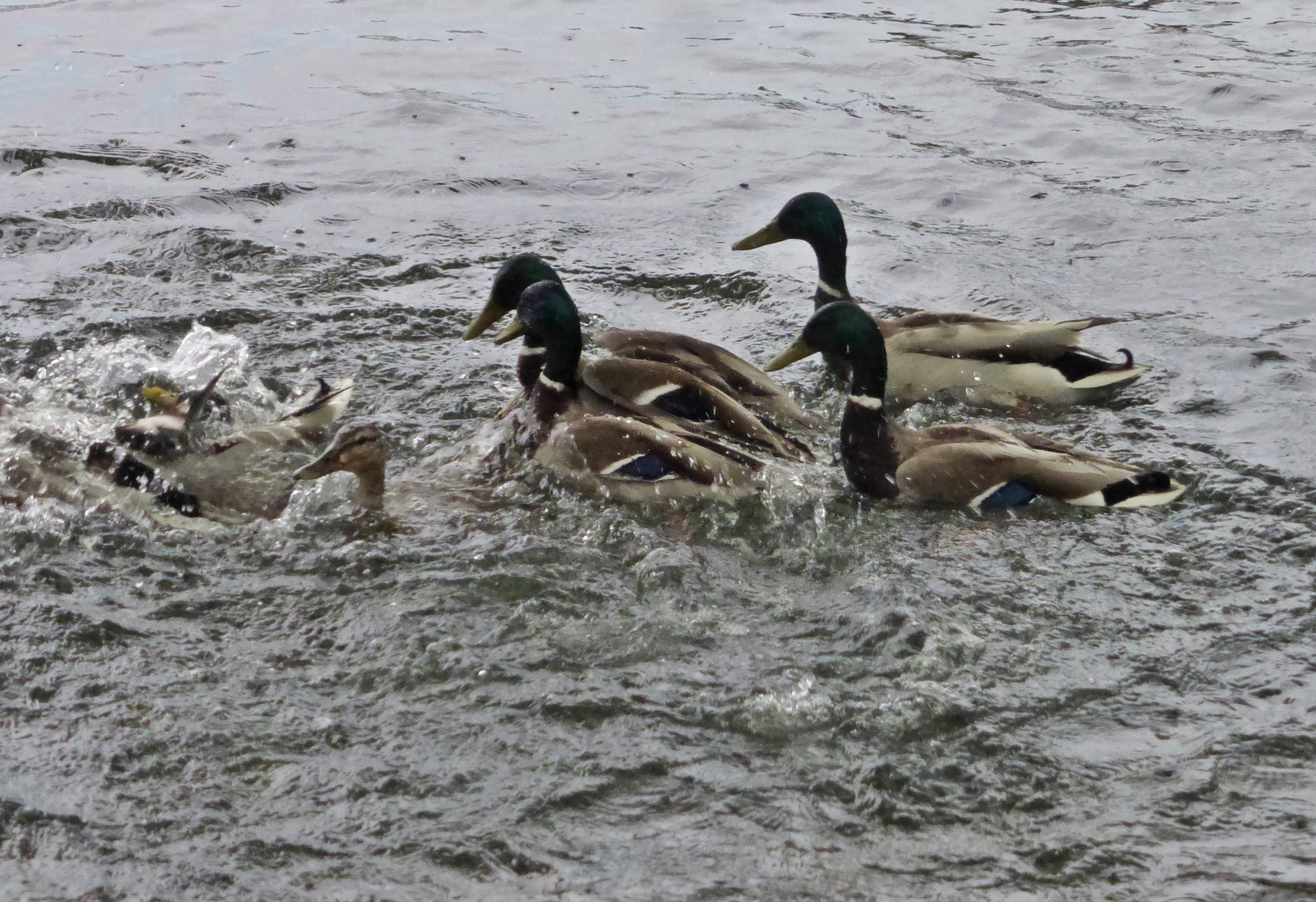 Hier sieht man die Ente im Vordergrund, verfolgt von vier Gantern.