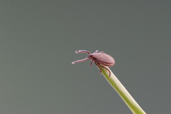 Obwohl Zecken überall in Deutschland lauern, gibt es sogenannte FSME-Risikogebiete wie weite Teile Baden-Württembergs, Bayerns, Südhessens und das südöstliche Thüringen, in denen die Gefahr der Übertragung von FSME-Viren am höchsten ist.