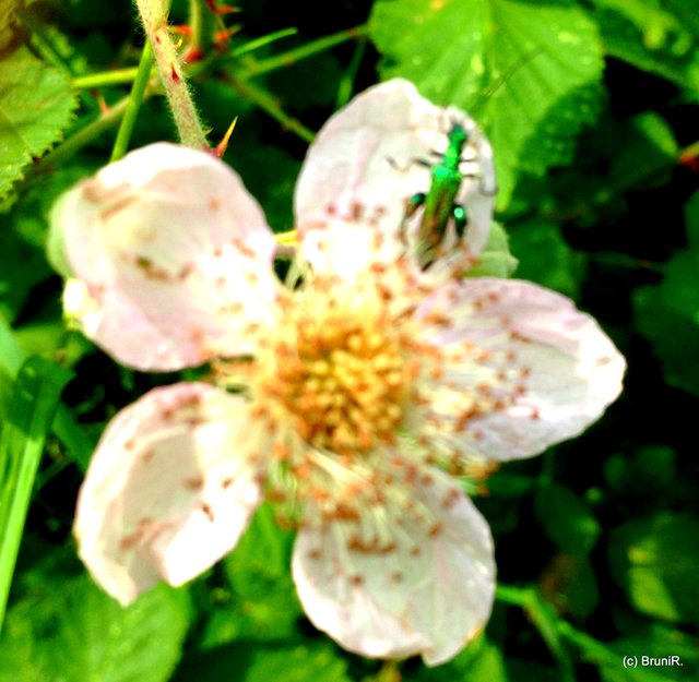 Leider verschwommen... traute mich mit Handy nicht so nah ran... :-(((