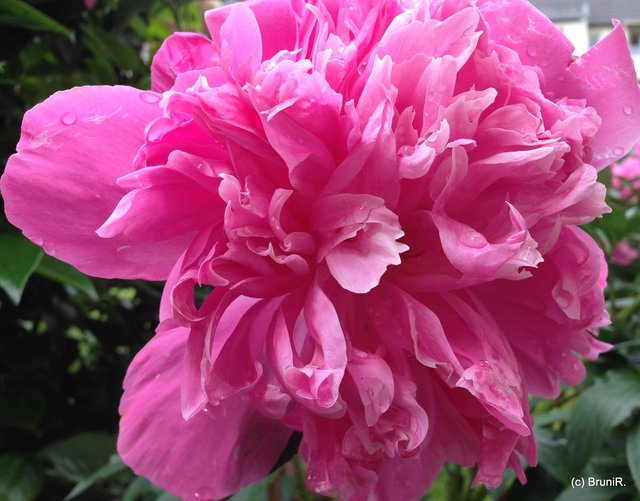 Wunderschöne Blüte!