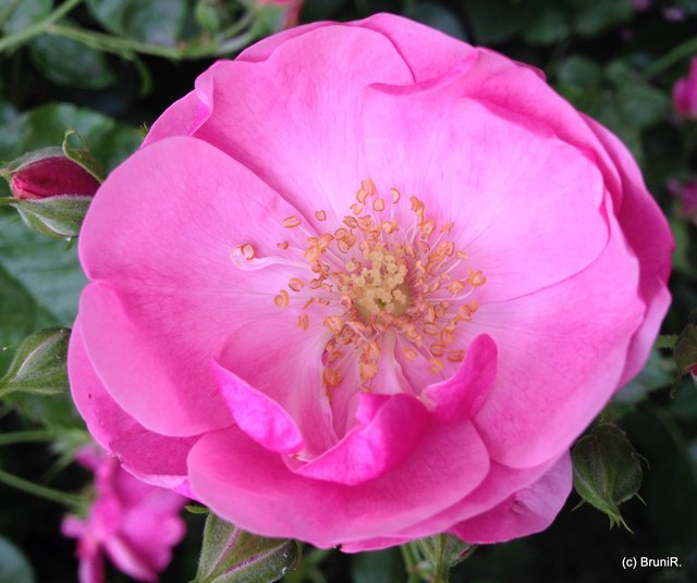 Und noch so ein zartes Blümelein!