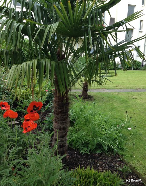 Dem Klatschmohn hier... dem widme ich demnächst noch einen eigenen Beitrag!