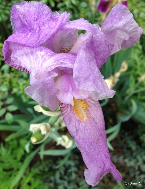 ...oder ist das Iris?