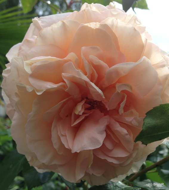 Schöne Rosen im Garten...