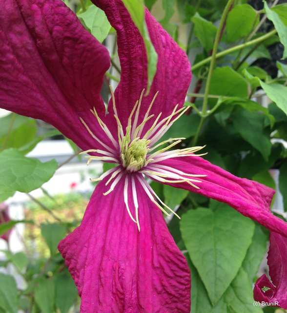 Diese Blüte hat mir gut gefallen!