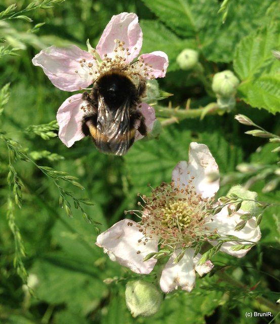 Die habe ich erwischt!!!  ;-)))