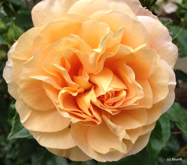 Rosen sind leicht zu erkennen!