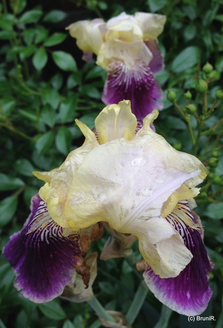 Ist das Iris... ich weiß es nicht...