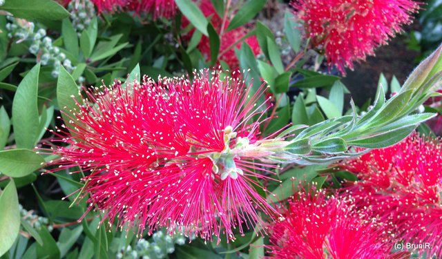 Interessantes Gewächs!