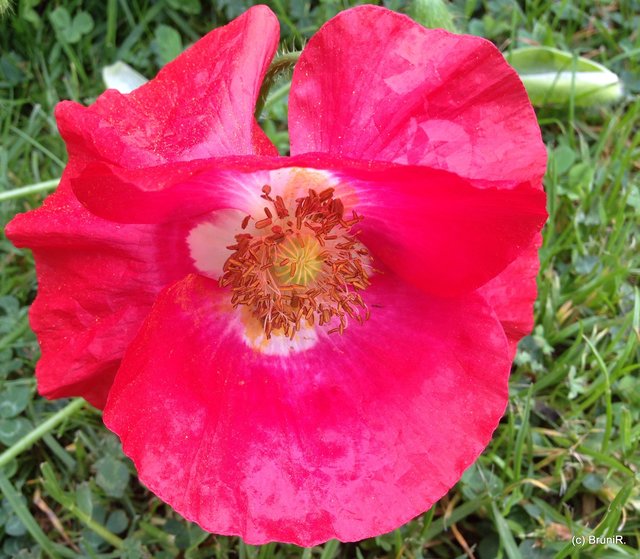 Diese Blüte sieht auch toll aus!!!