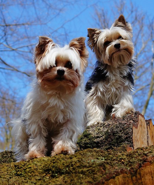 Auf Lokalkompasse stellen viele BürgerReporter tolle Tierfotos ein. Loki und Goliath posieren wie echte Profis für Frauchen Elke Hahne aus Arnsberg. | Foto: Elke Hahne