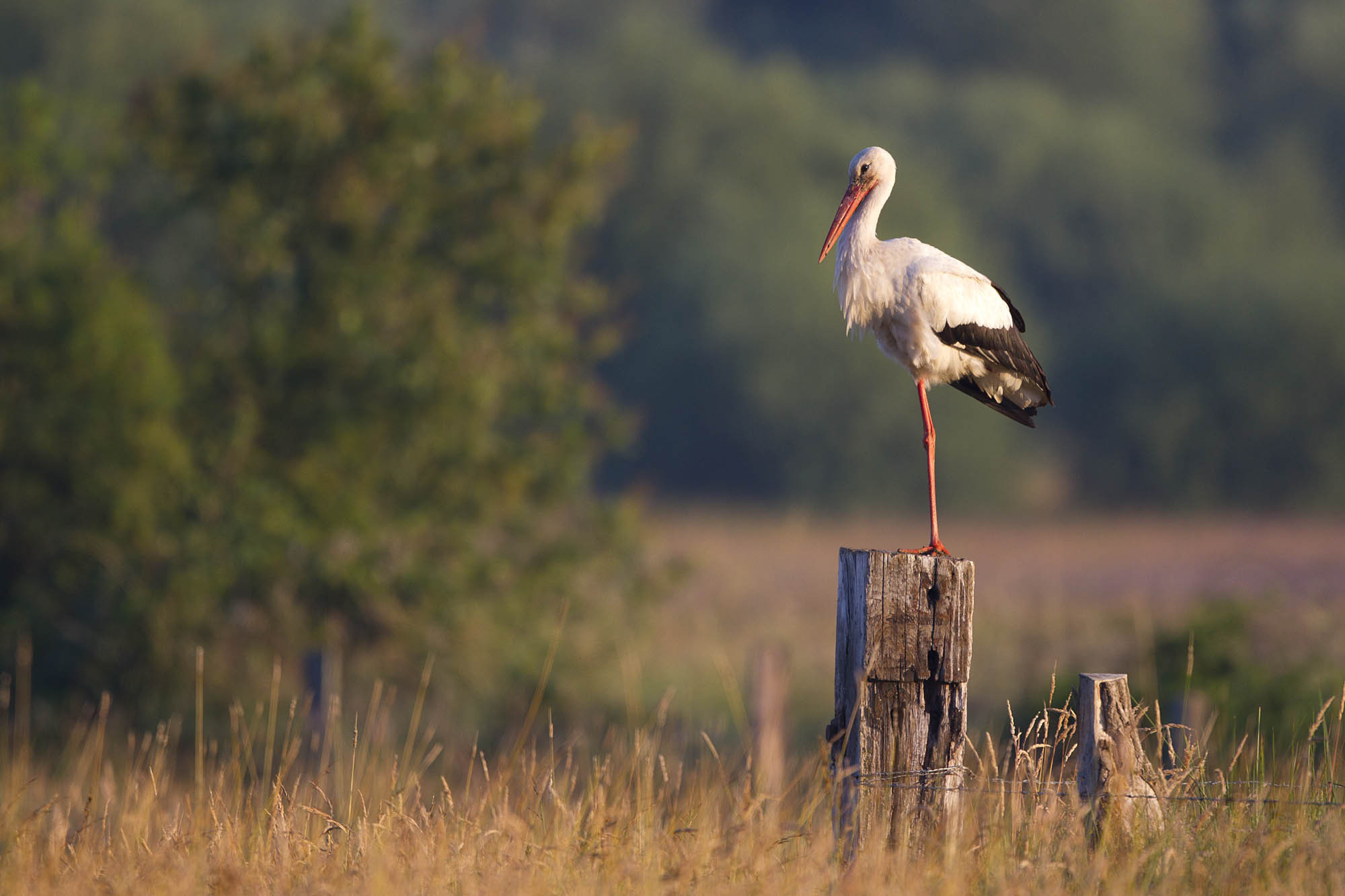 Der Weißstorch - Charaktervogel der Rheinaue und der Bislicher insel