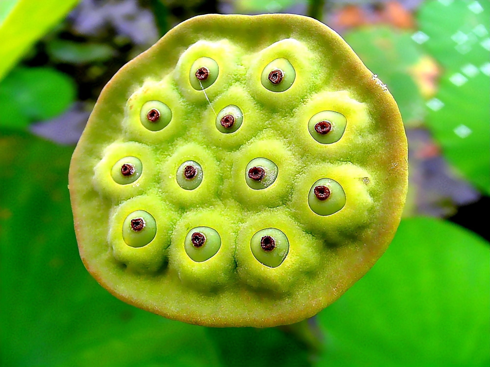 Die Frucht der Lotusblume