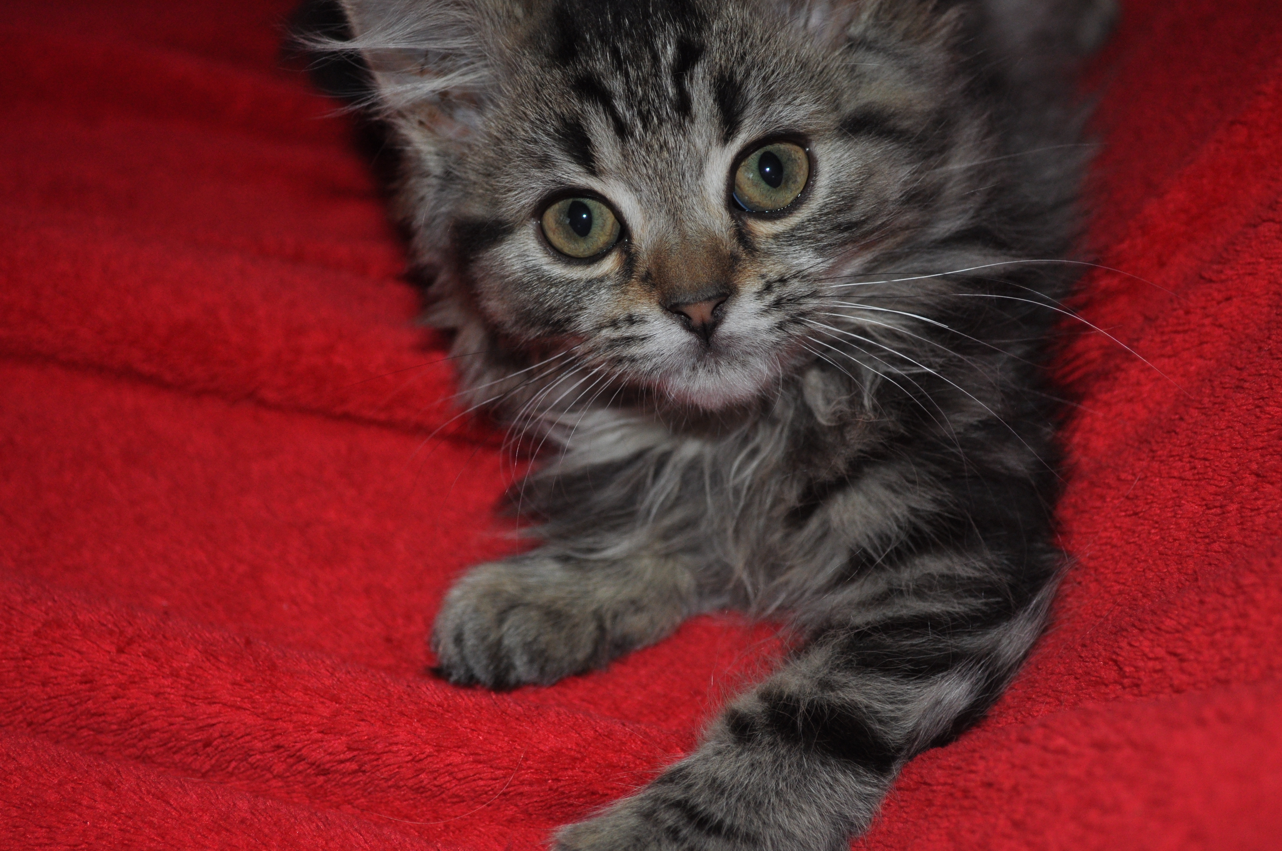 Kleine Katze, großer Herzensbrecher! BürgerReporter Thomas Ottofrickenstein postet viele schöne Katzenfotos auf www.lokalkompass.de