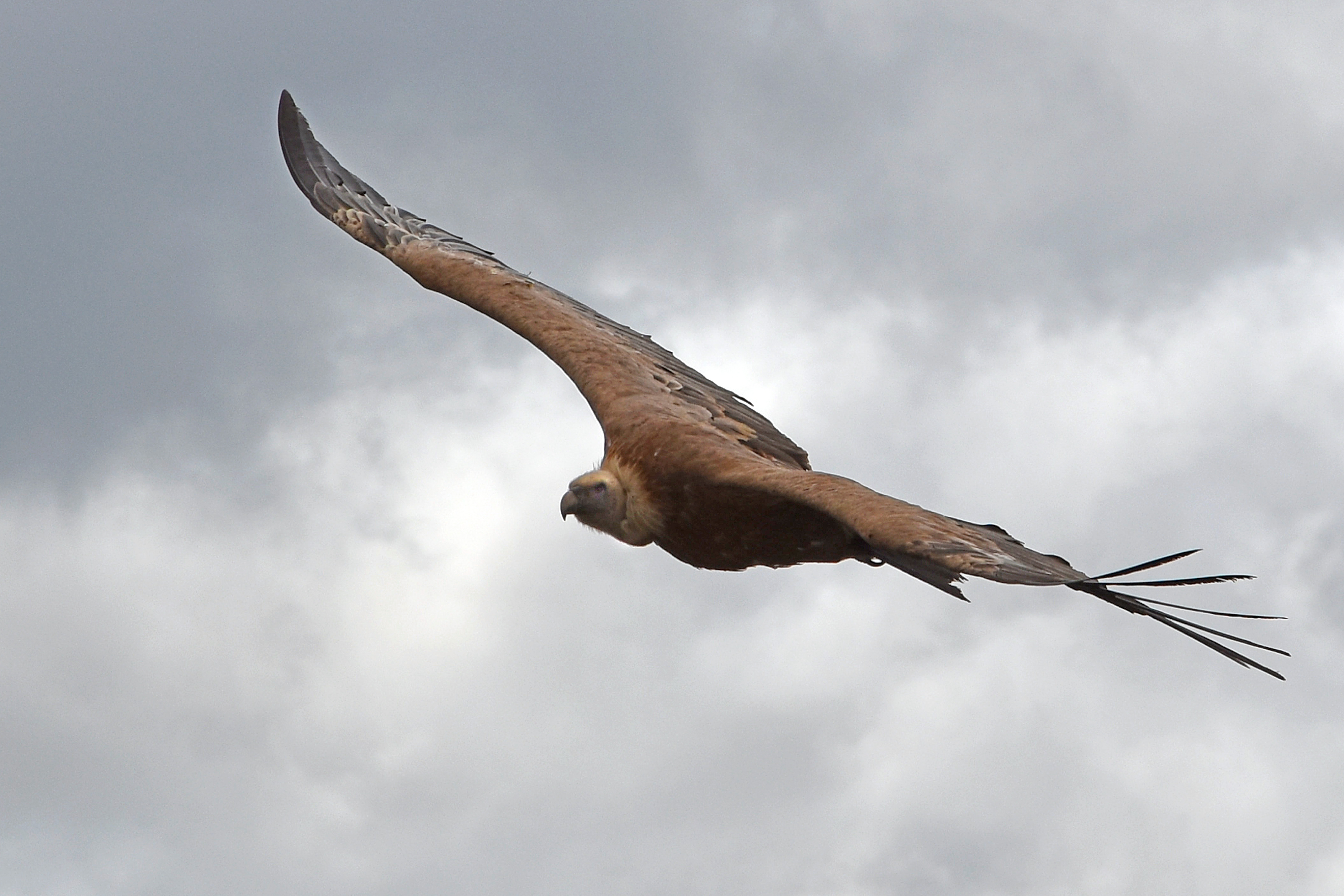 Ein Gänsegeier taucht am Himmel auf ...