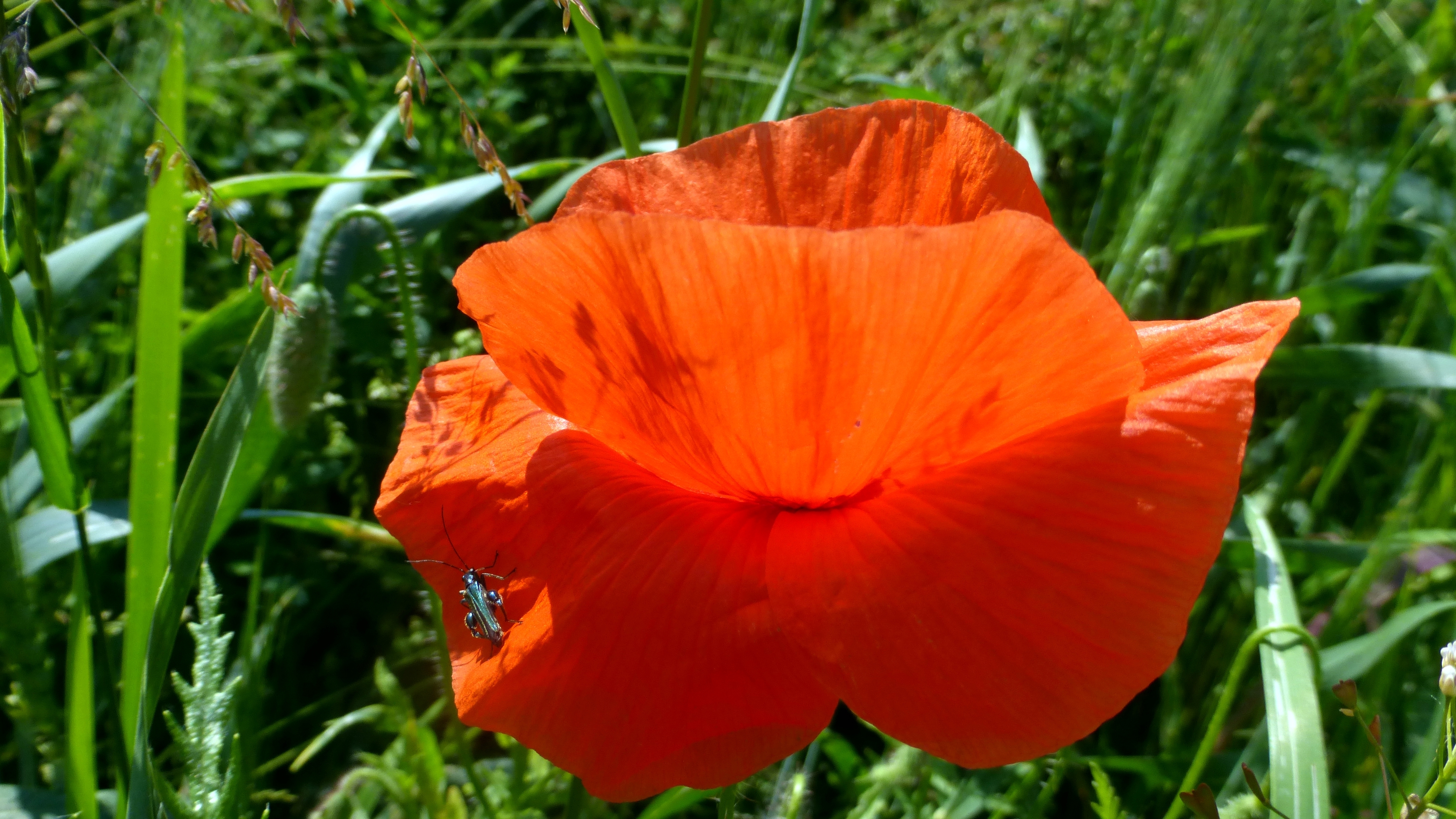 Und in der Sonne ahlen