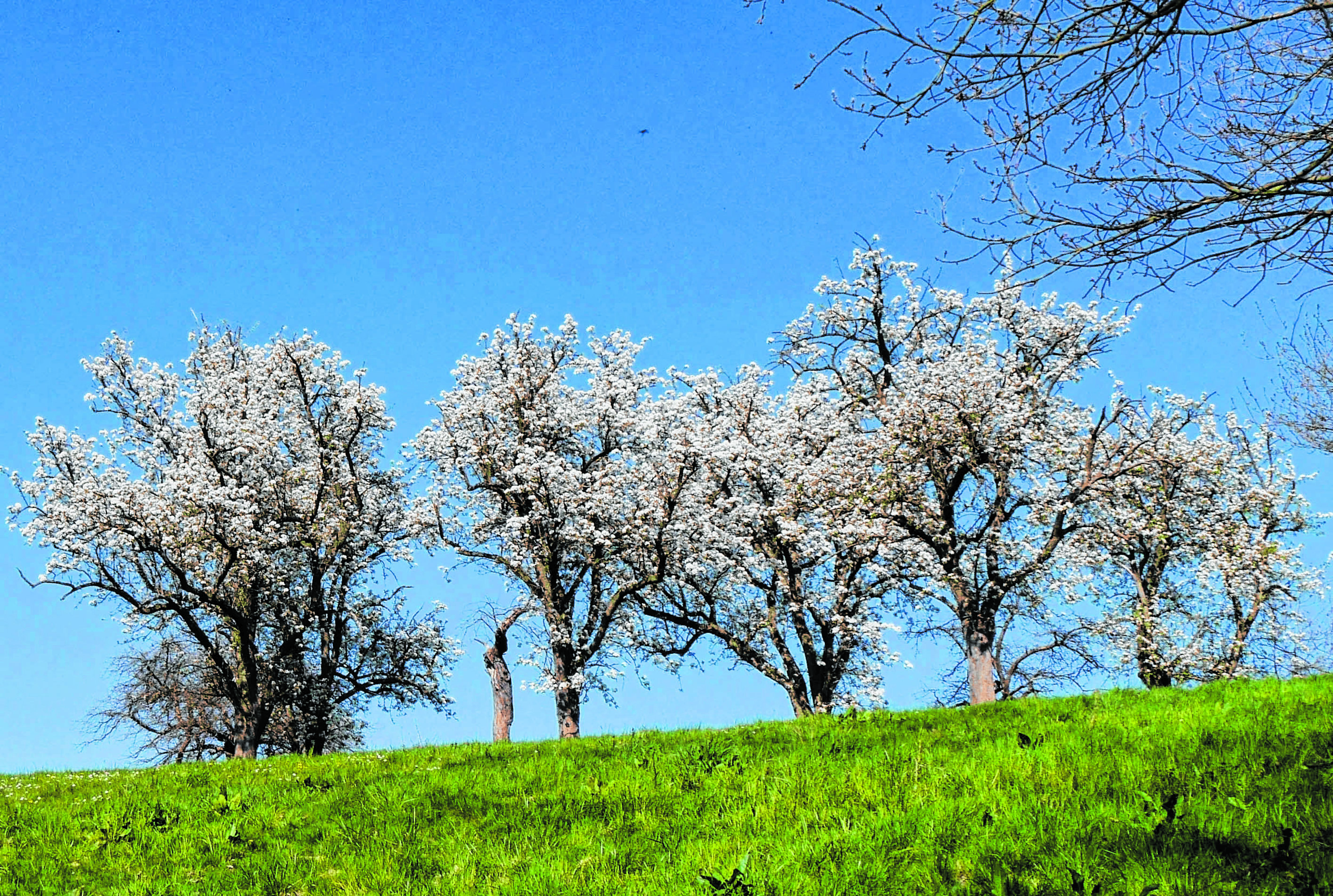 Blühende Apfelbäume am Niederrhein: Wie wichtig der Lebensraum „Streuobstwiese“ ist, darauf weist Christian Chwallek vom Naturschutzbund ausdrücklich hin.