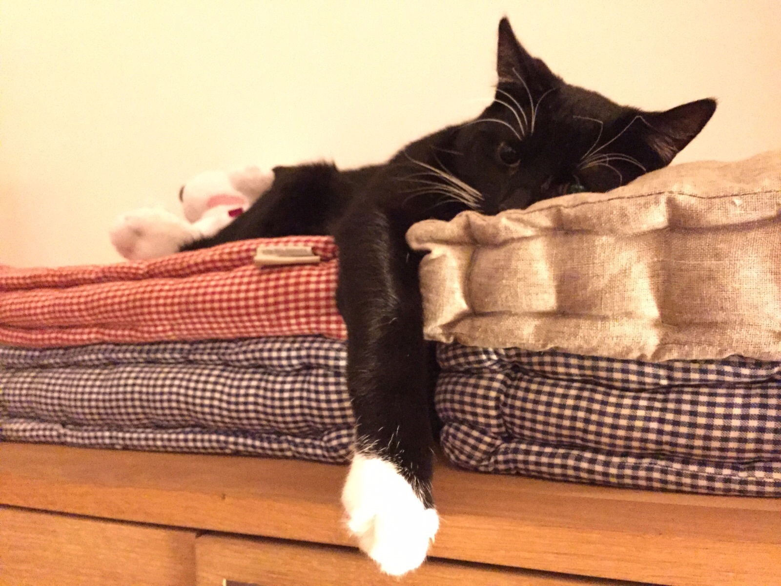 Kann Fredo nicht wunderbar chillen?