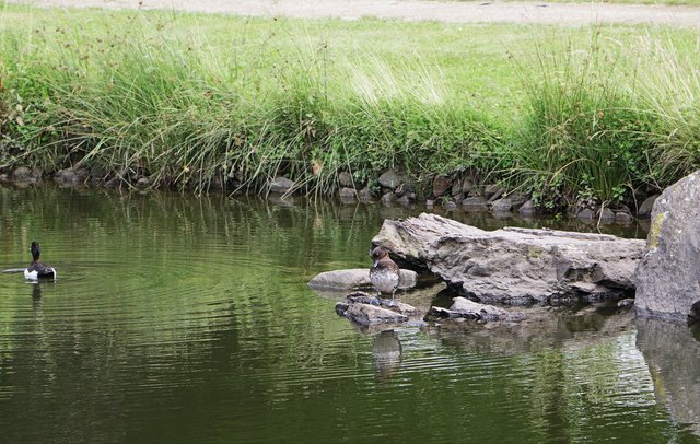 Ein Teich ...