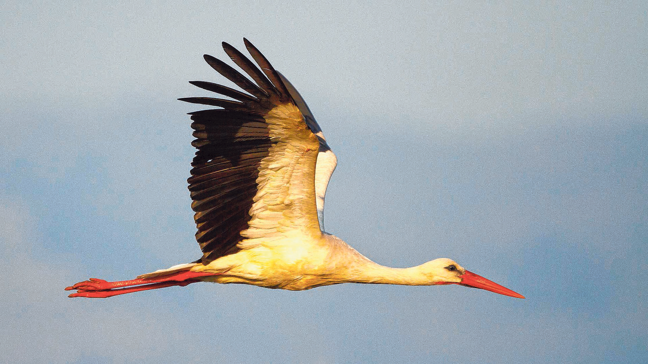 Schnell zum Nest die Jungen warten schon - Adebar ist fühlt sich wieder am Niederrhein heimisch