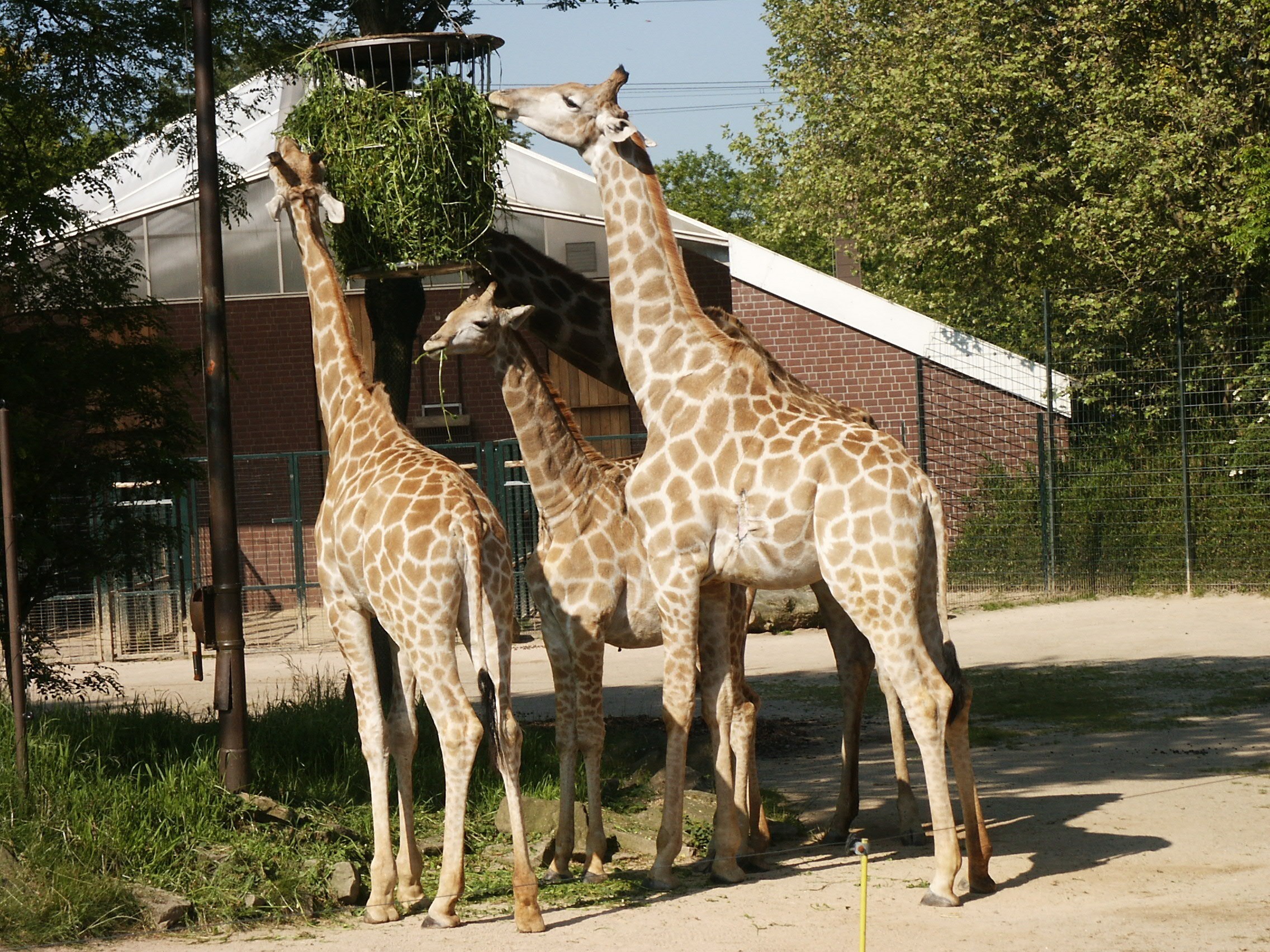 Immer weniger Giraffen leben in der freien Natur.