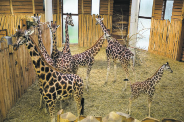 Die Zoom Erlebniswelt verfügt über eine ganze Herde Giraffen und freut sich immer wieder über neuen Nachwuchs. Foto: Gerd Kaemper