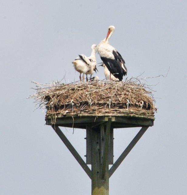 Storchen-Nachwuchs gleich im „Viererpack“ - Foto: Werner Zempelin