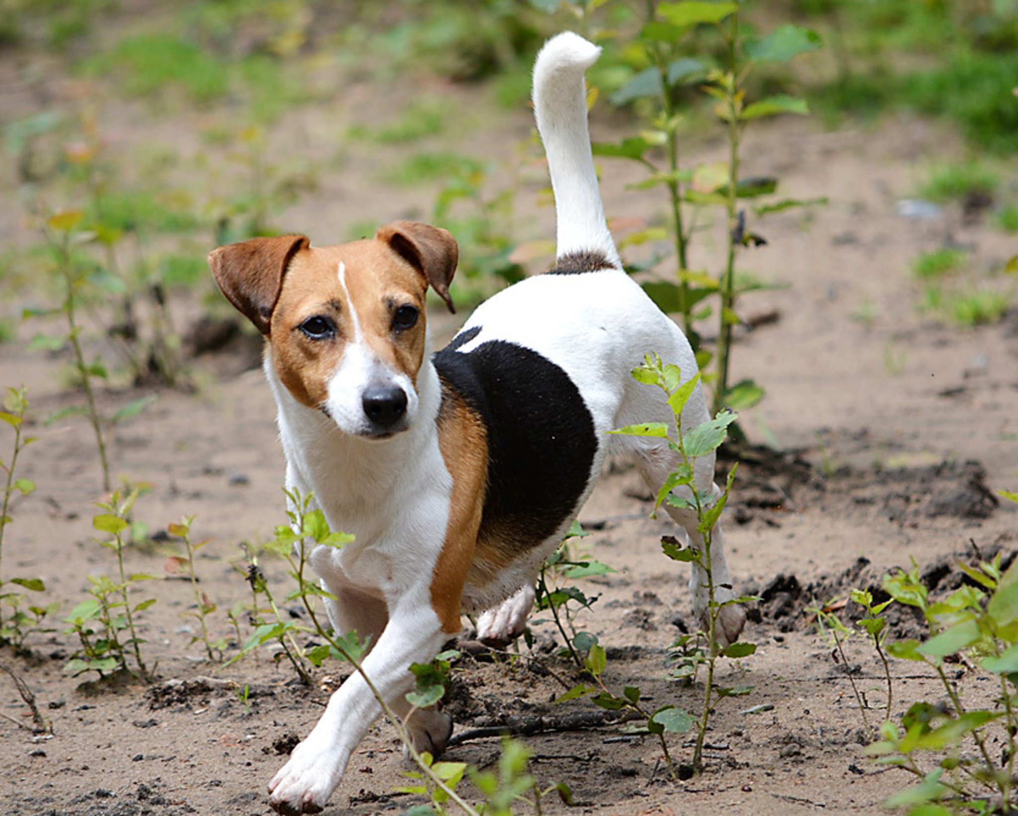 jack russel welpen kaufen marl jack russel welpen kaufen marl